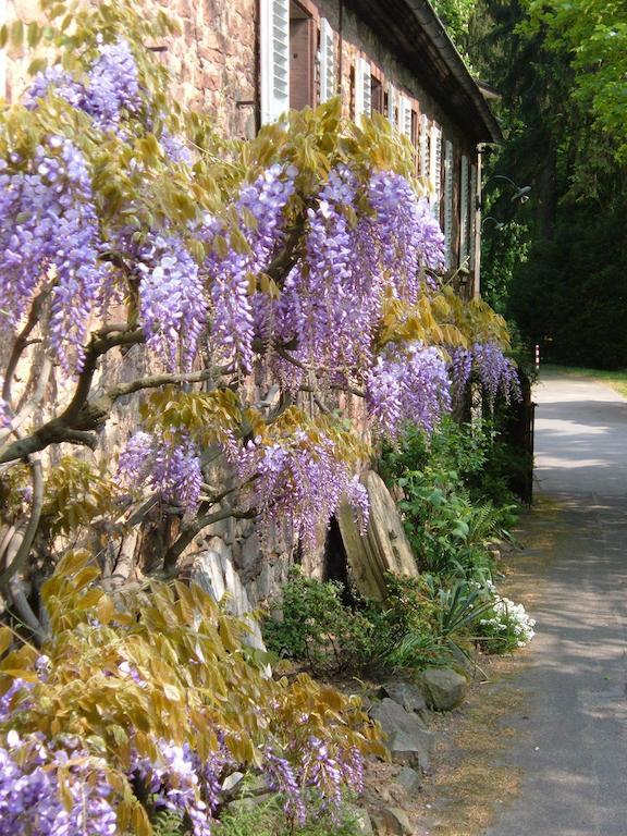 Fuchs'Sche Muehle Hotel Weinheim Luaran gambar